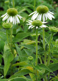 Echinacea purpurea 'White Nathalie'